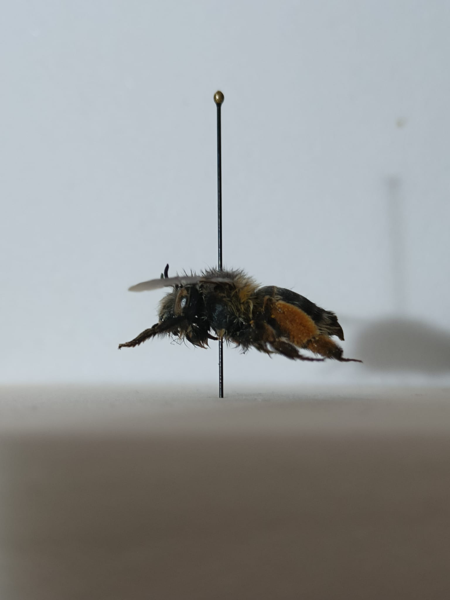 Richiesta identificazione di questo imenottero.